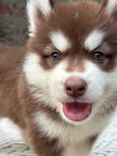 Siberian Husky | wooly coat husky | husky puppy in faisalabad