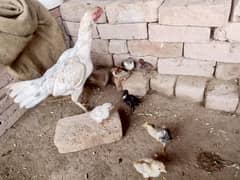 Aseel Chicks For Sale Very Cheap Rate