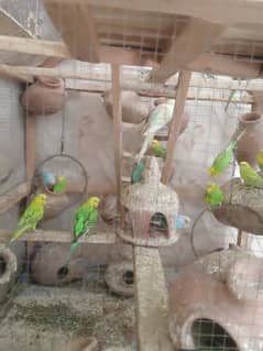 Pure Australian budgie parrots