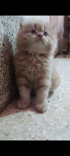 pure persian punch face kitten for sale