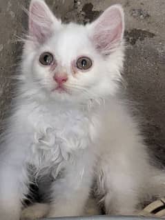 PERSIAN KITTEN 4 SALE