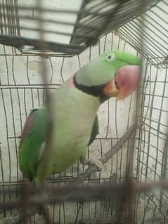 Raw parrot male for sale in BWP