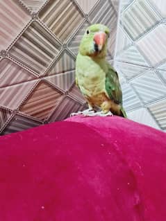 green parrot female breeder full active