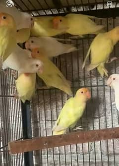 love bird cremmeno, Albino red eye and albino black eye