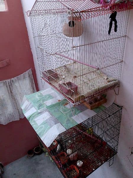 03122198073finches,,bijri and cages for urgantly sale 4