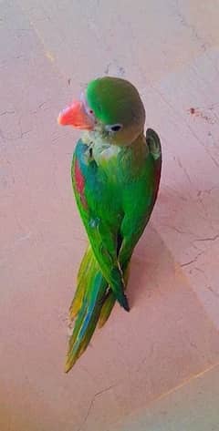 raw parrot for sale in Fateh Jang city