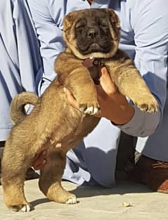 king Turkish kangal male dabal hadi ful security dogs for sale