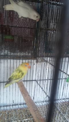 4breeder pair love bird and 4gray jawa adult pair whatsapp 03165487123