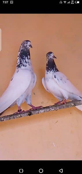 hight  quality pair pigeon for sale. 1