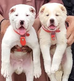 albai puppies pair full security dog's age 2 month for sale