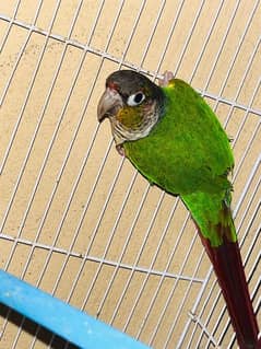 conure 10 month