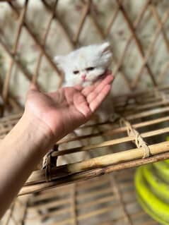 Persian kitten babies for sale