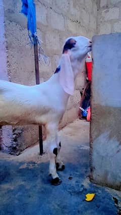 munda rajanpori bakra 3 month