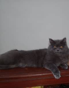 Persian male kitten triple coated