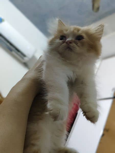 blue eye's near to x punch female kitten for sale 5