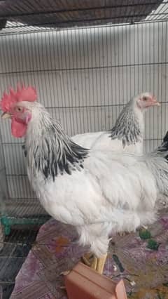 LIGHT SUSSEX PAIR AVAILABLE FULL HEALTHY & ACTIVE