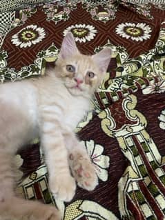 female persian kitten