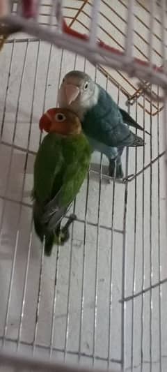love birds pair