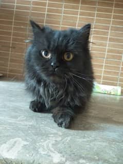 Black persian cat For sale