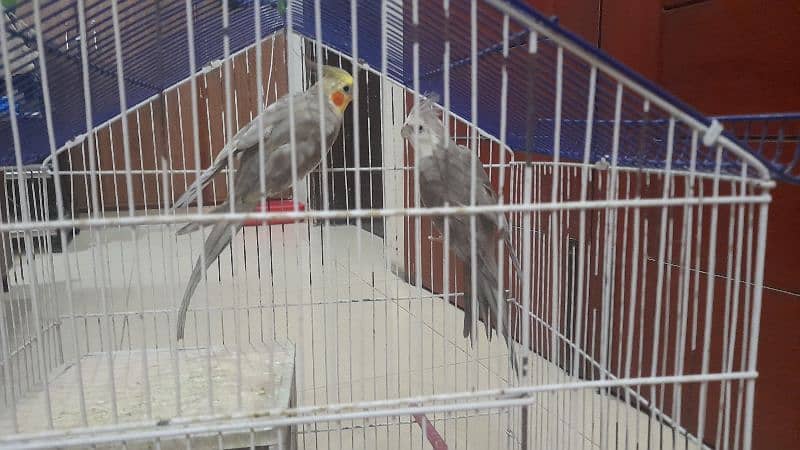 Male white faced Cockatiel. Female lutino Cockatiel 0