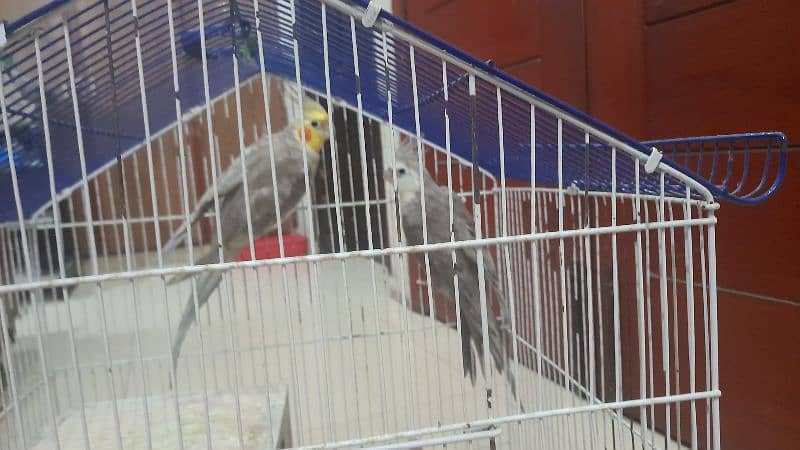 Male white faced Cockatiel. Female lutino Cockatiel 1