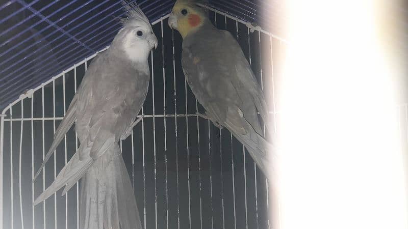 Male white faced Cockatiel. Female lutino Cockatiel 2