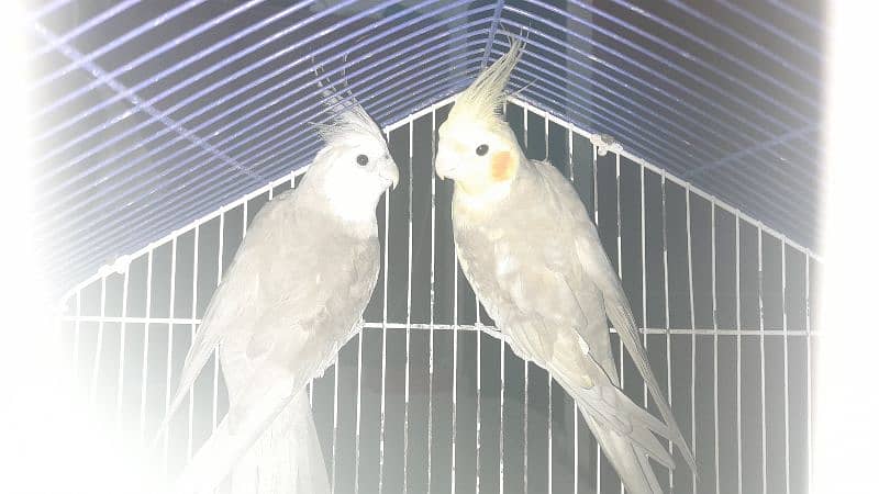 Male white faced Cockatiel. Female lutino Cockatiel 4