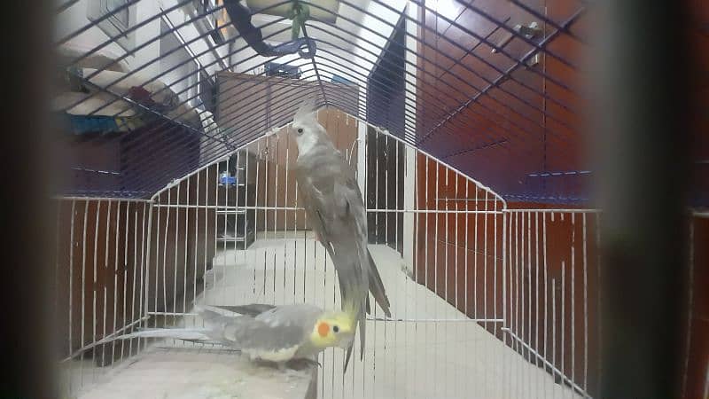 Male white faced Cockatiel. Female lutino Cockatiel 5