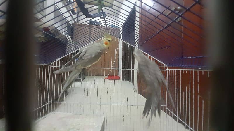 Male white faced Cockatiel. Female lutino Cockatiel 6