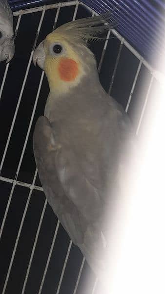 Male white faced Cockatiel. Female lutino Cockatiel 7