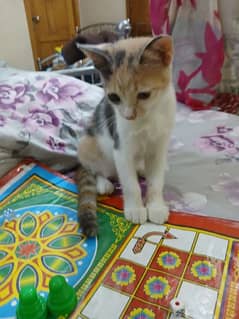 Selling munchkin breed cat female age 3to 4 month 11thousand