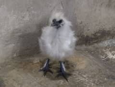 silkie chick