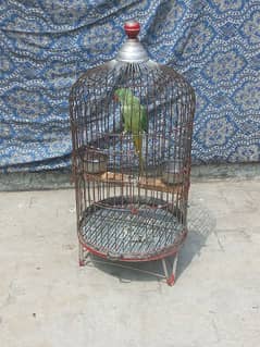 raw parrot cage