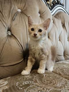 Persian kitten male female for sell