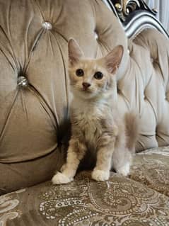 Persian kitten cat male female for sell