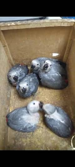 african grey chick available for sale 03126945780 whtsapp