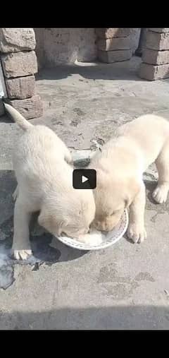 Labrador Female Puppy