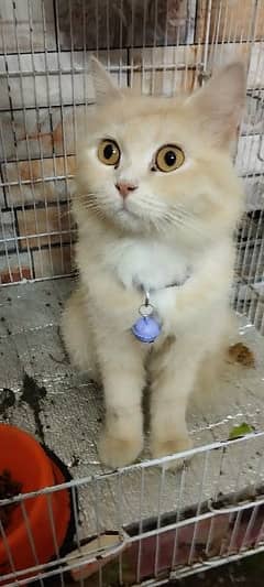 Brown Persian Female Cat