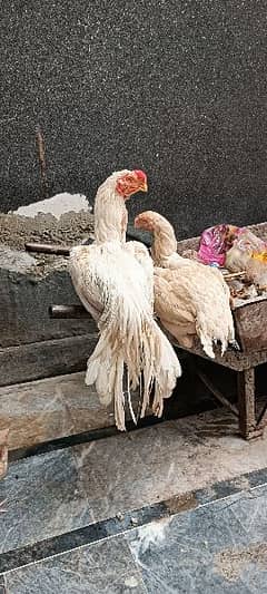 indian parrt beak long tail fresh brder pair