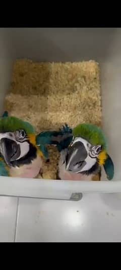 Blue gold macaw chick are available for sale contact 03126945780