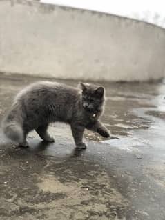 Persian cat female 7 months grey colour
