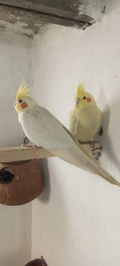 Cockatiel parrot pure red eyes pair for sale in lahore