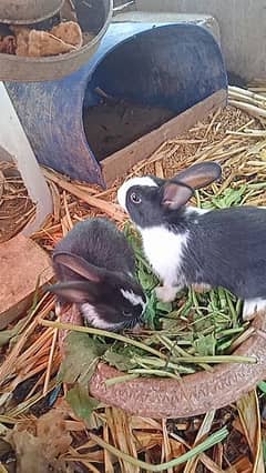 Rabbit Breeder females and bunny bunnies