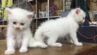 Persian kitten pair available