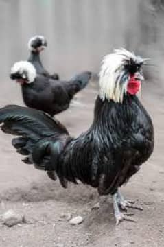 black polish hens trio set