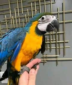 blue macaw parrot checks for sale