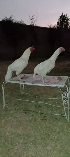 white hen pair