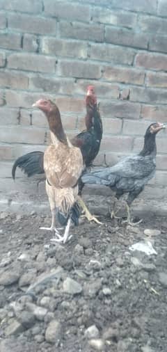 healthy and active breader and chik for sale