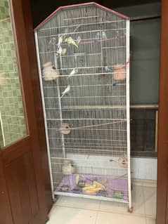 17 Love Birds and 2 Cages for sale