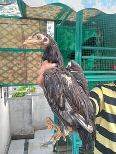 high quality aseel chicks for sale per peace 2000 in resonable price